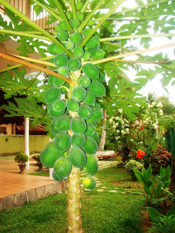 Bentota Homes Luaran gambar